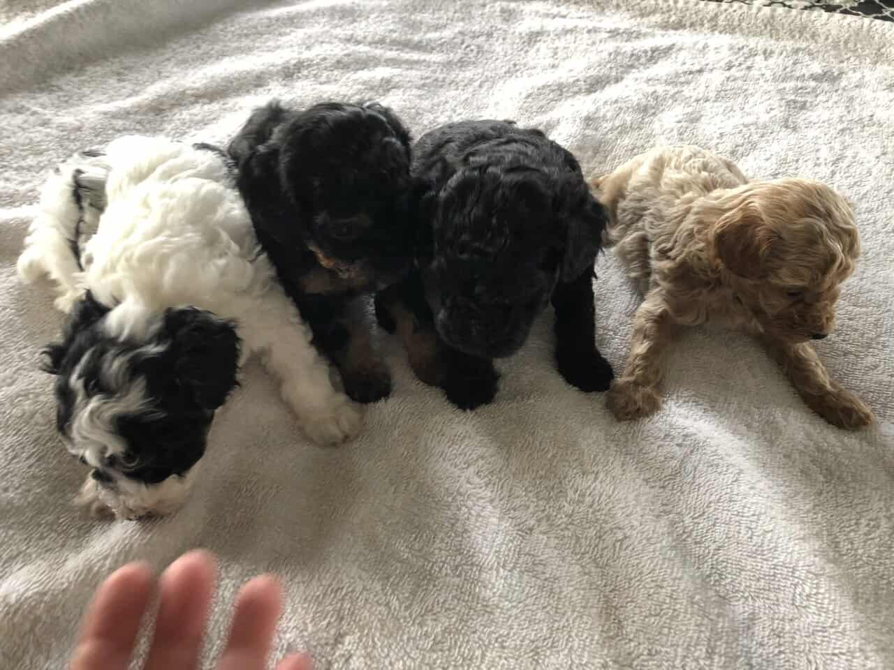 Toy poodle puppies image 1