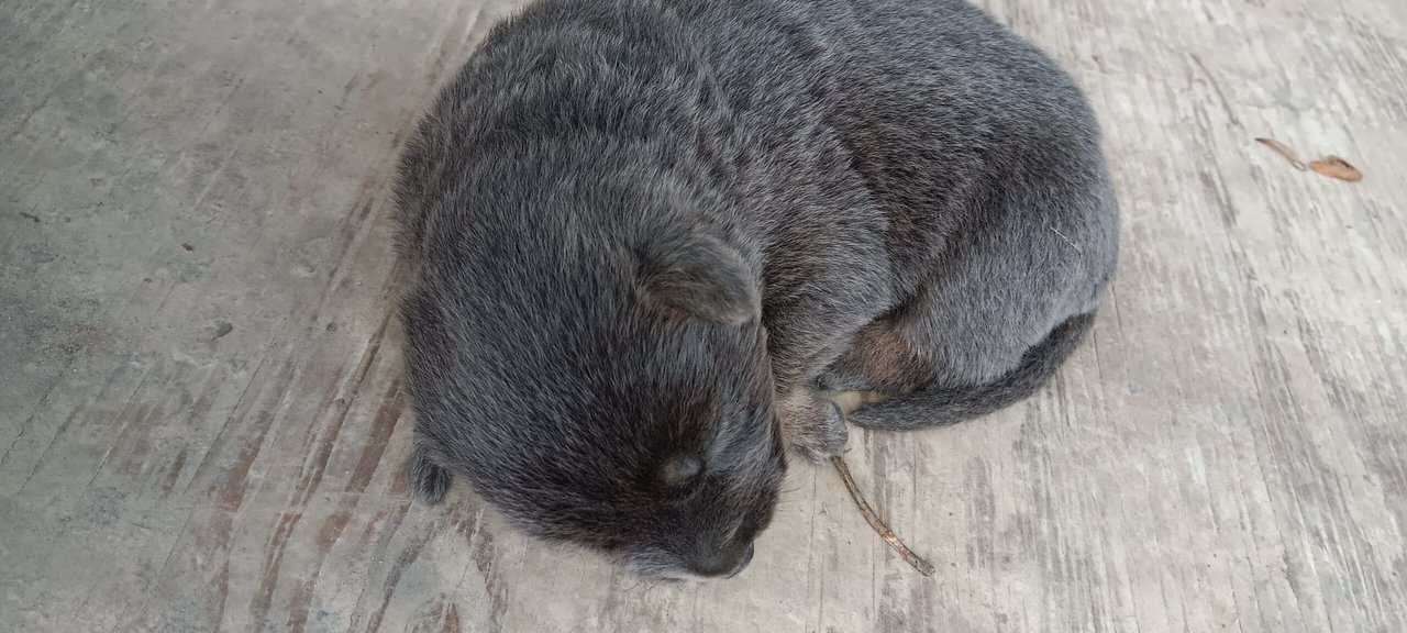 German Shepherd puppies image 6