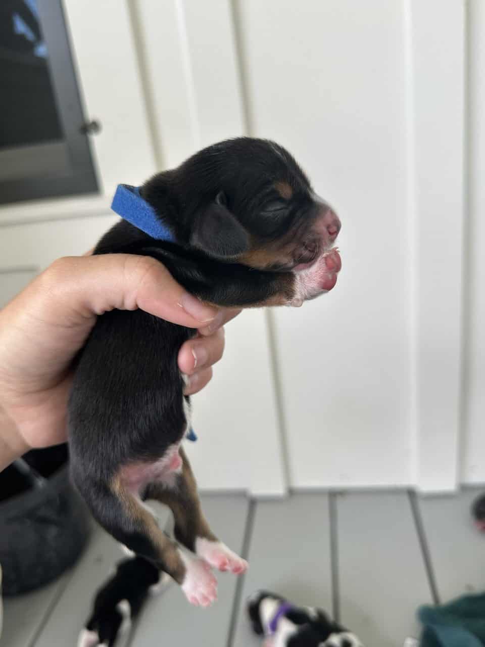 Pure Bred Beagle Puppies image 13