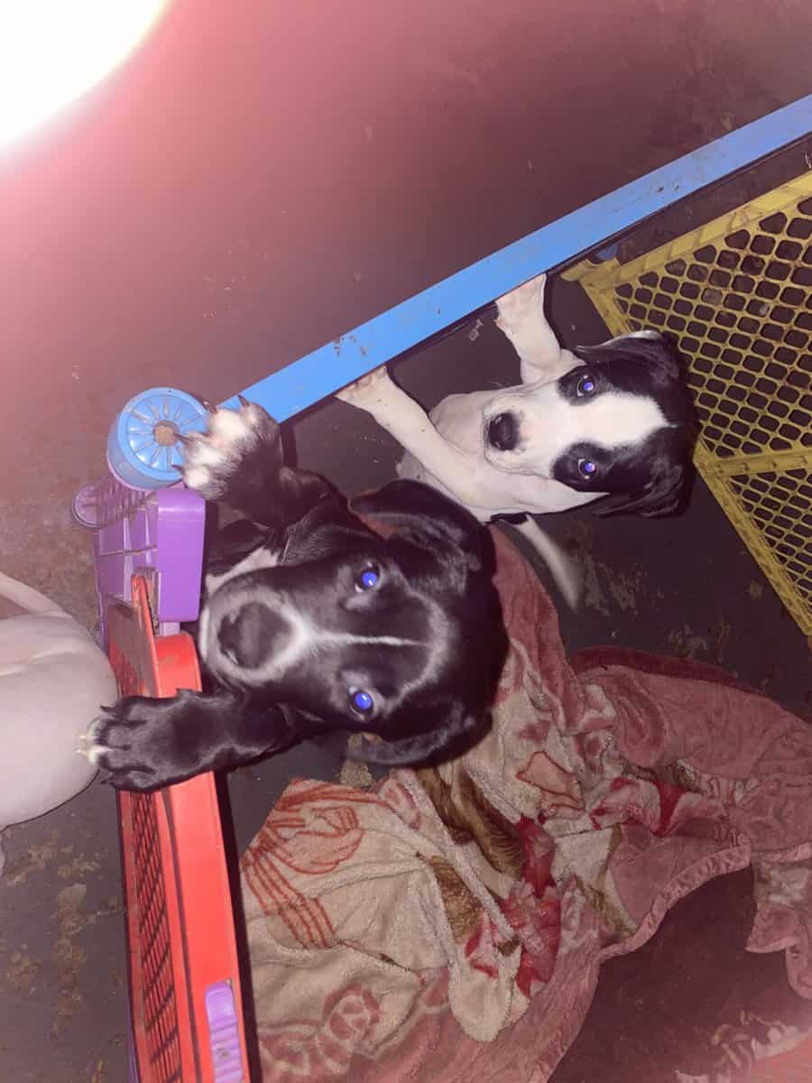 I have 3 puppy’s left 2 boys and 1 girl l image 1