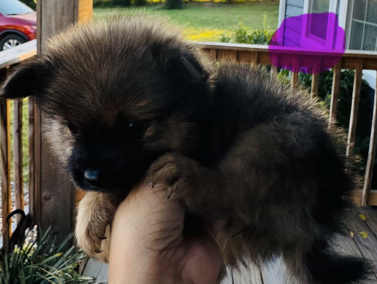 Pomeranian female image 5