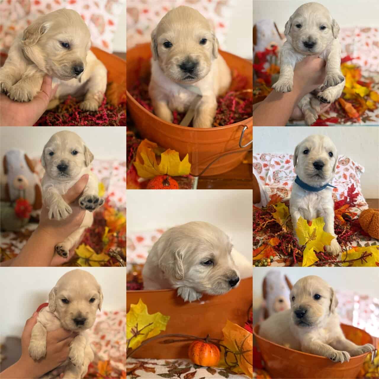 GoldenDoodle Puppies For Sale!!! image 1
