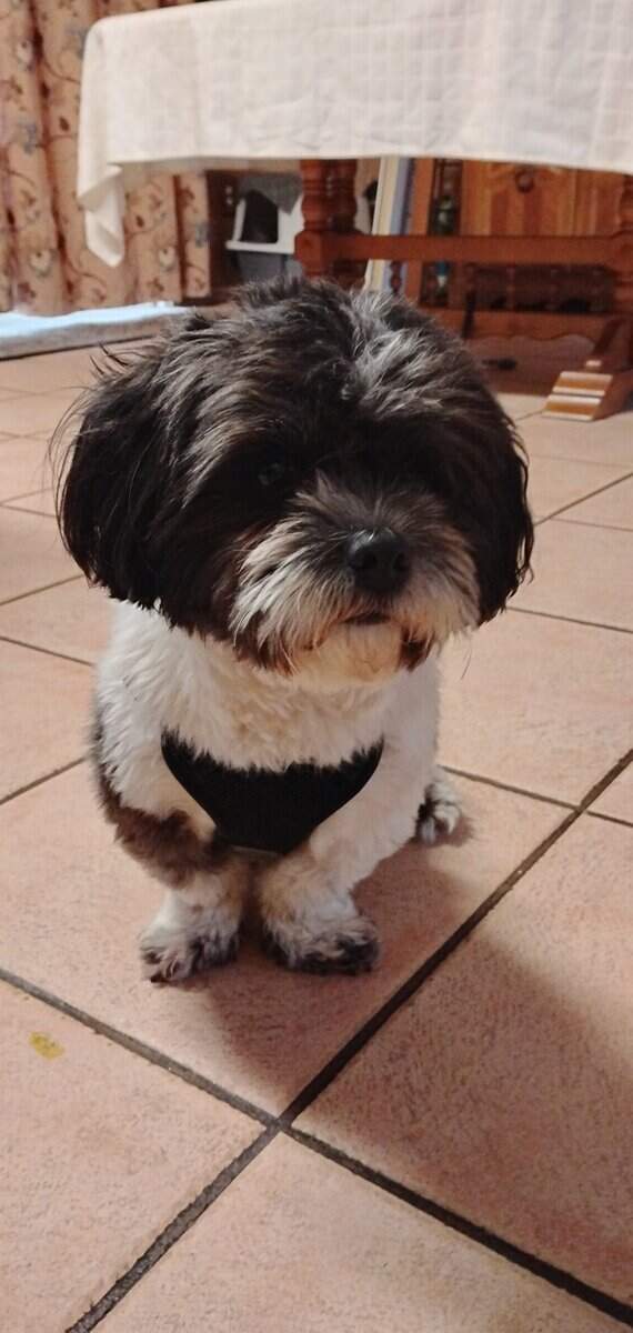 Shih tzu and poodle mix with AKC papers for sale image 8