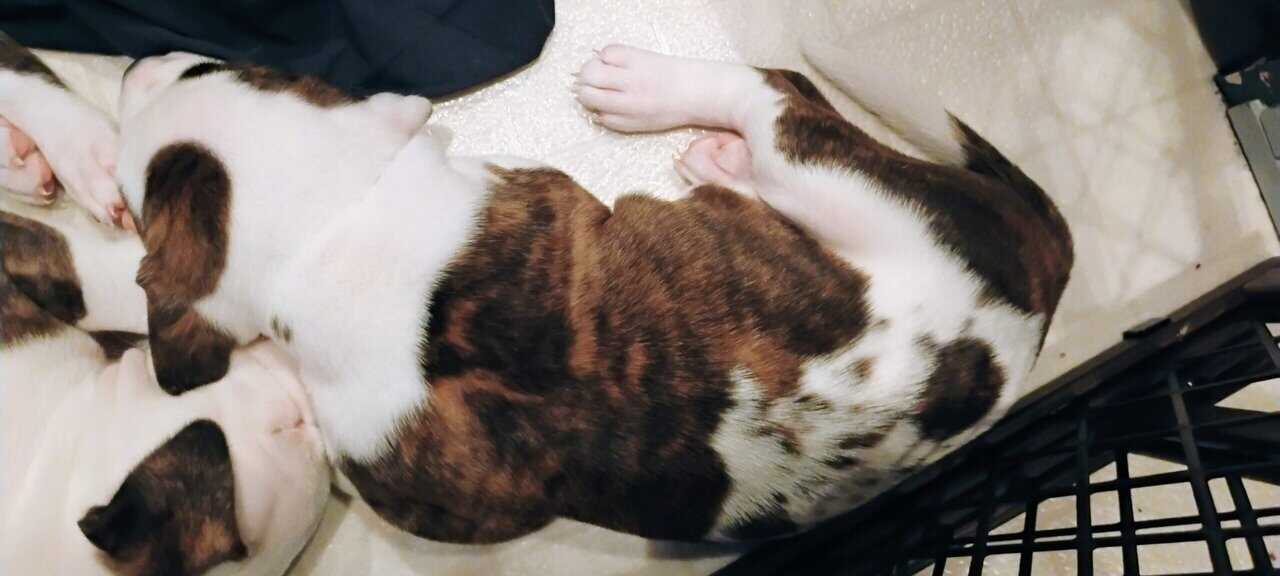 Bullypit puppies for rehoming image 1