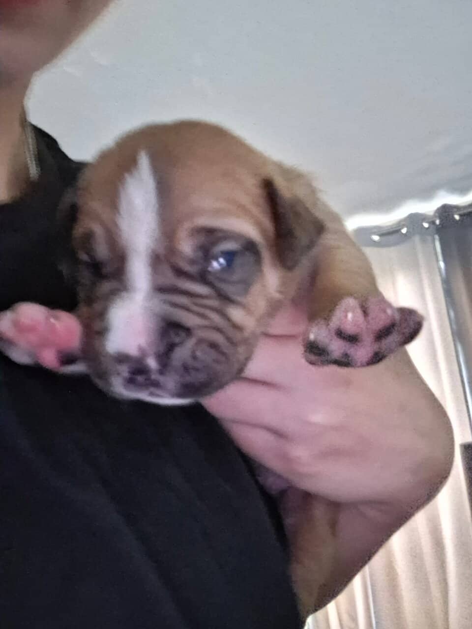Pitbull Puppies image 1
