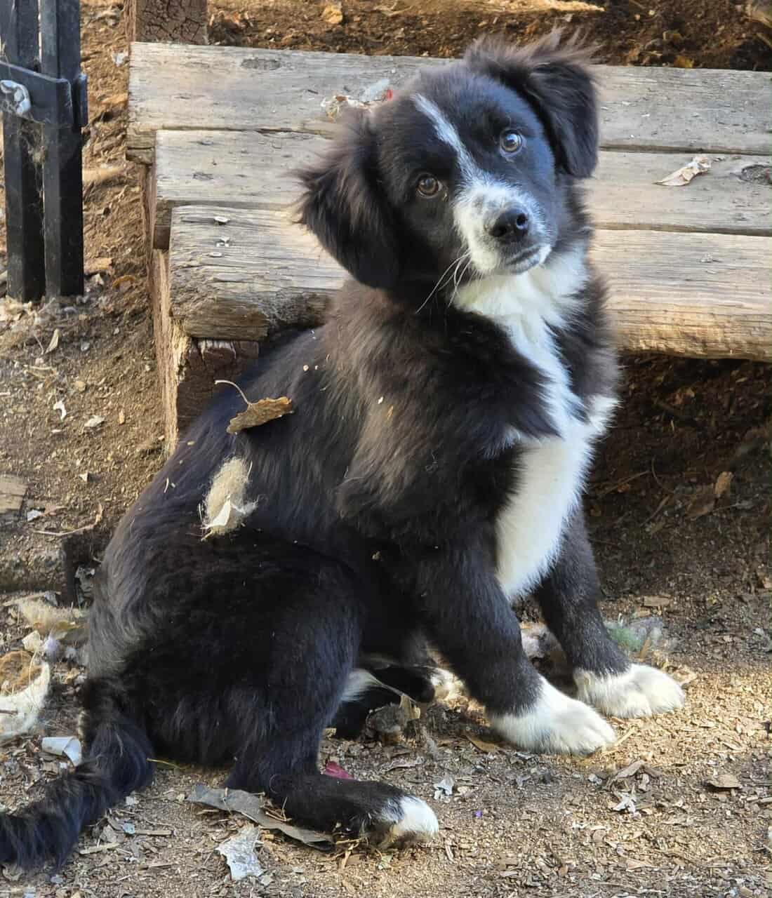 Mini Aussie Boys image 2
