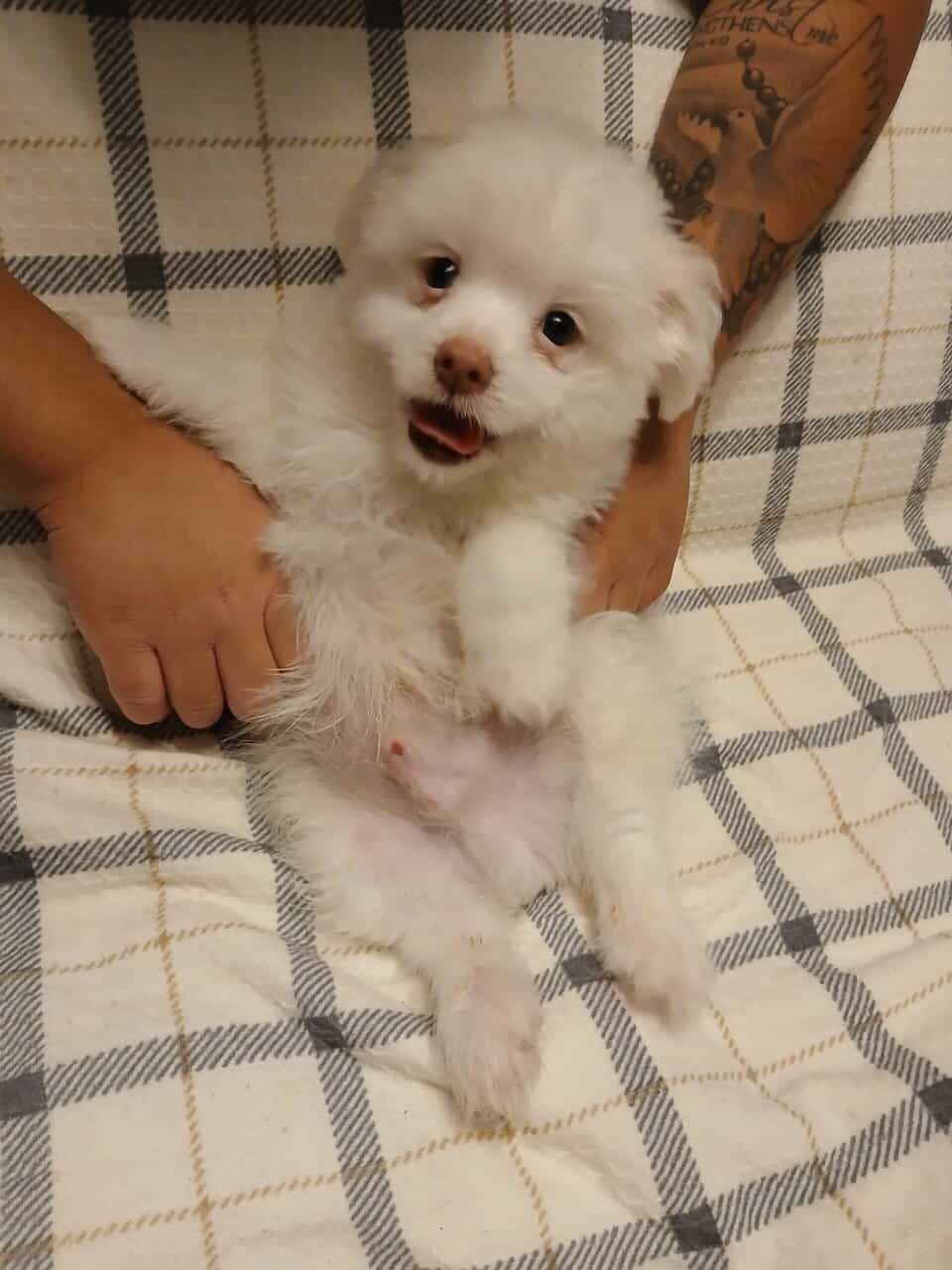 Pomeranian maltese image 3