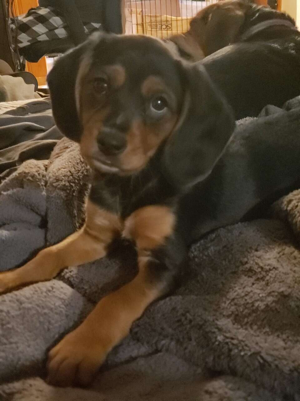 Beaglier female puppy image 3