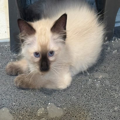 Full blood Siamese cat and kittens image 1