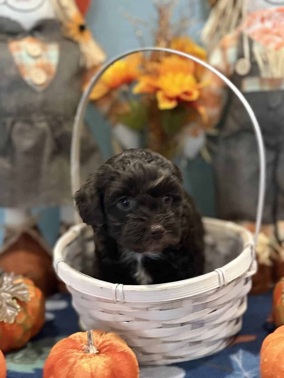 Golden doodle/Shih Tzu Miniature puppies image 1