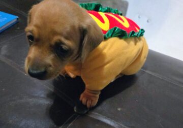 Miniature Dachshund Puppies