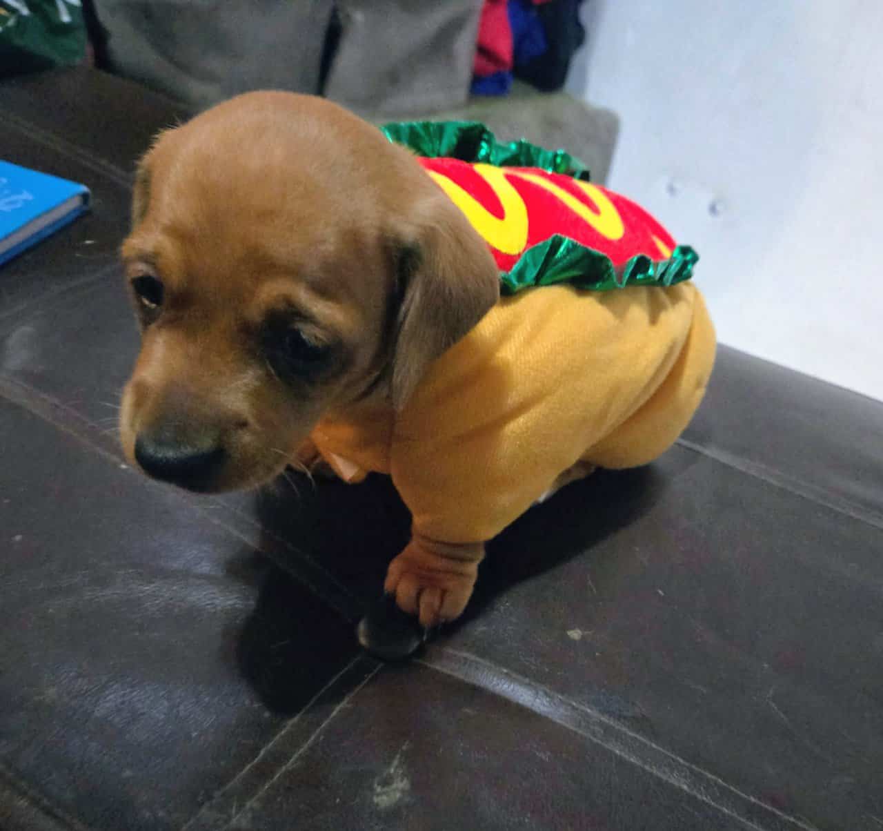 Miniature Dachshund Puppies image 1