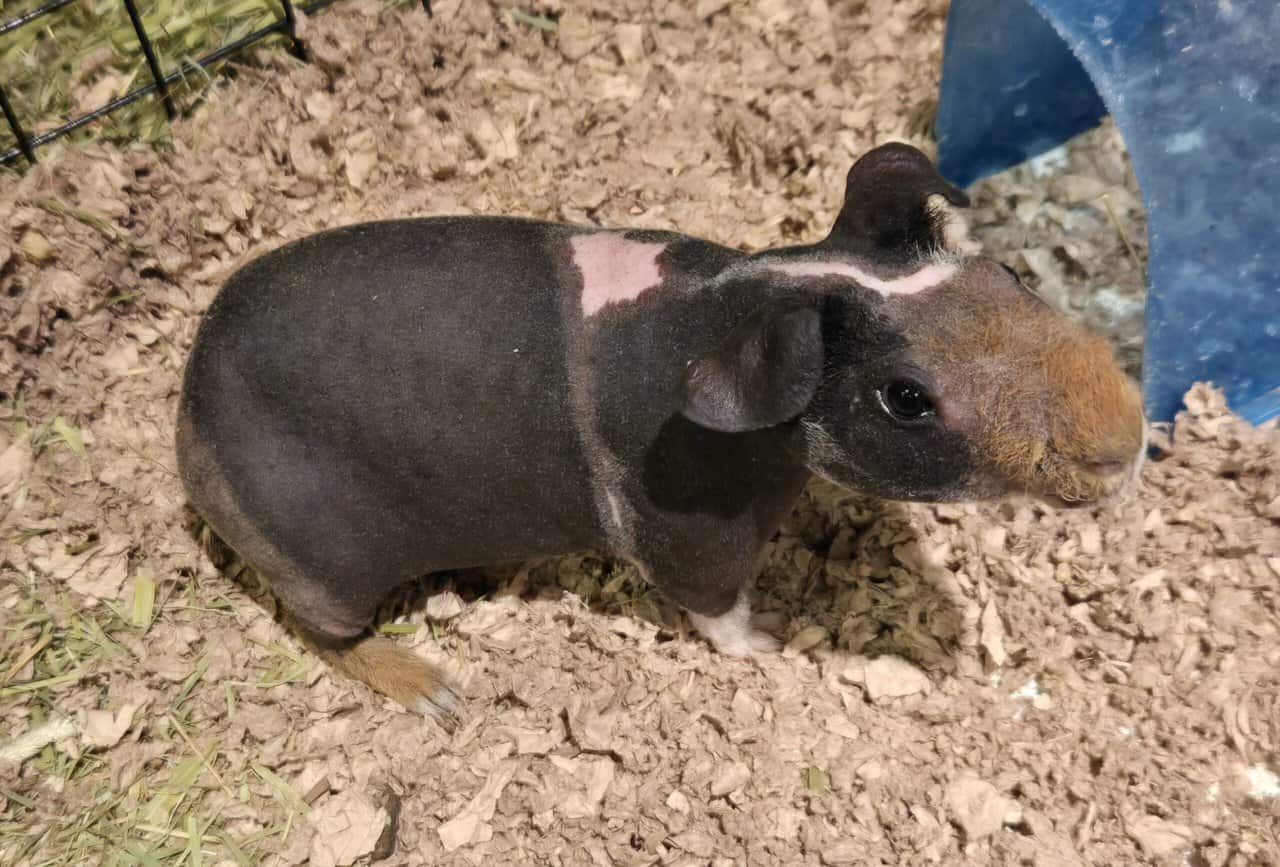 Skinny Pigs image 5