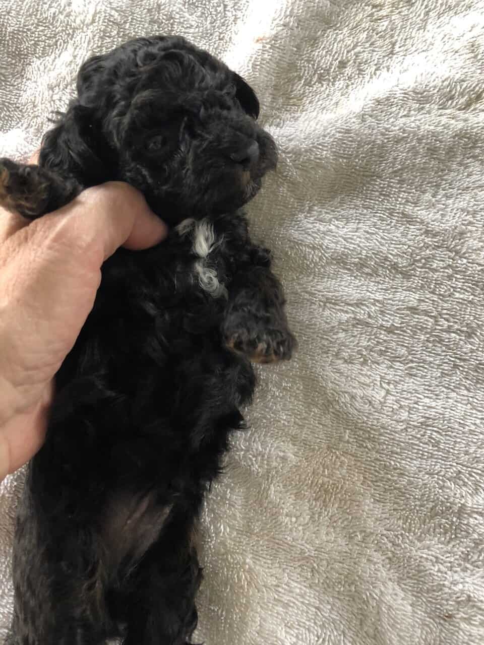 Toy poodle puppies image 2