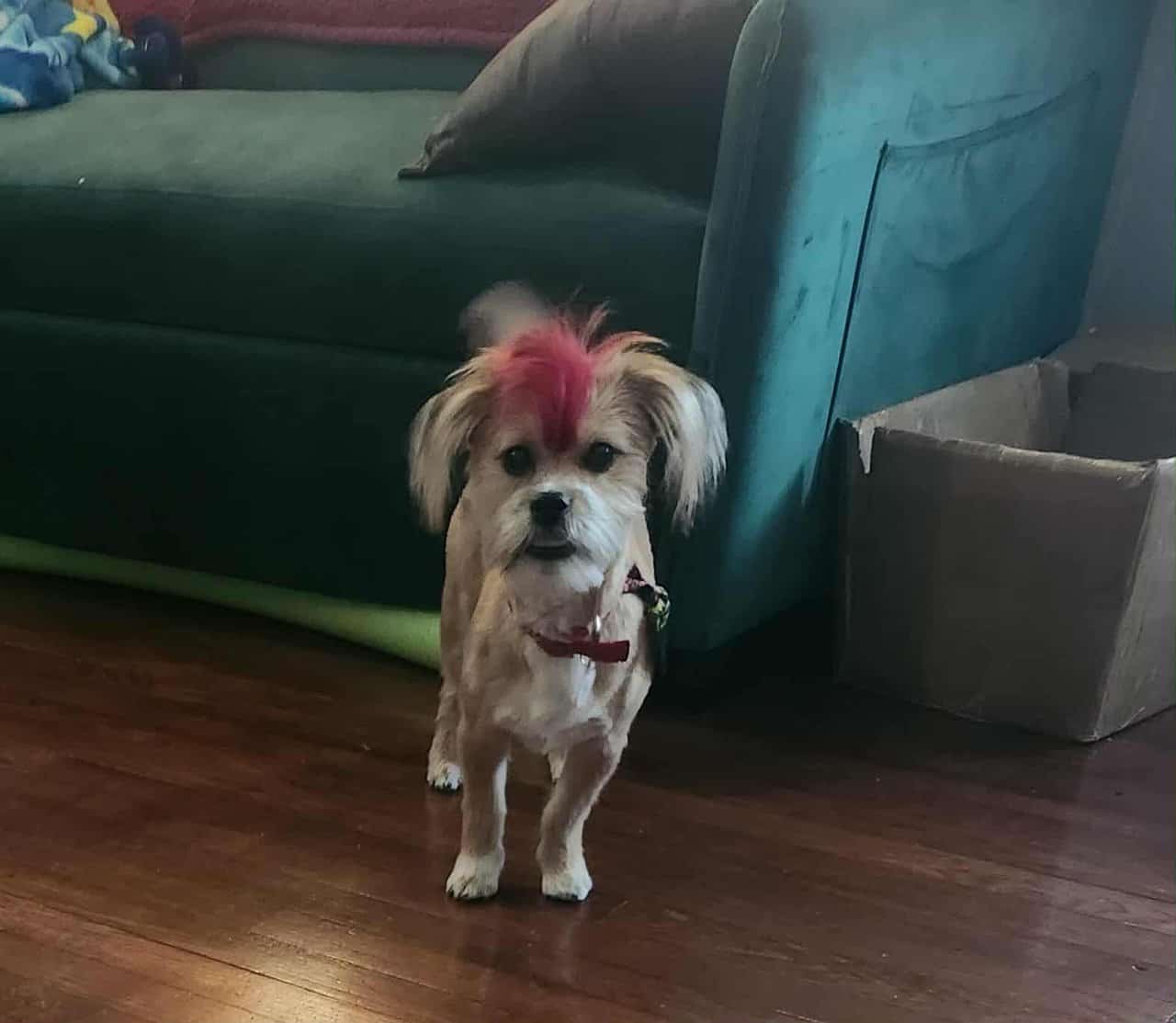 Male shorkie image 1