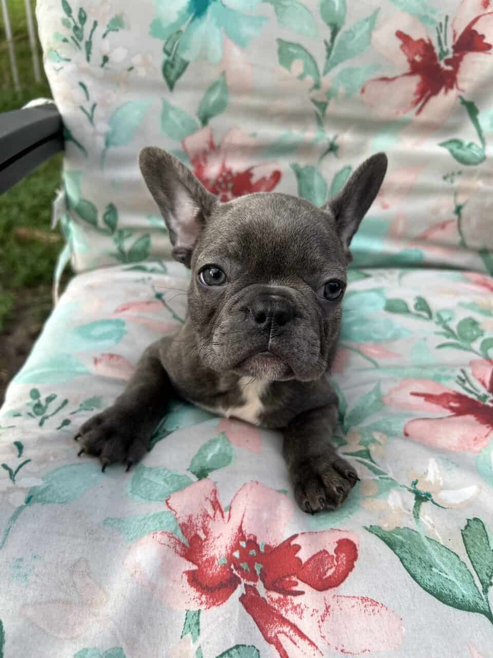 Blue French bulldog puppies image 3
