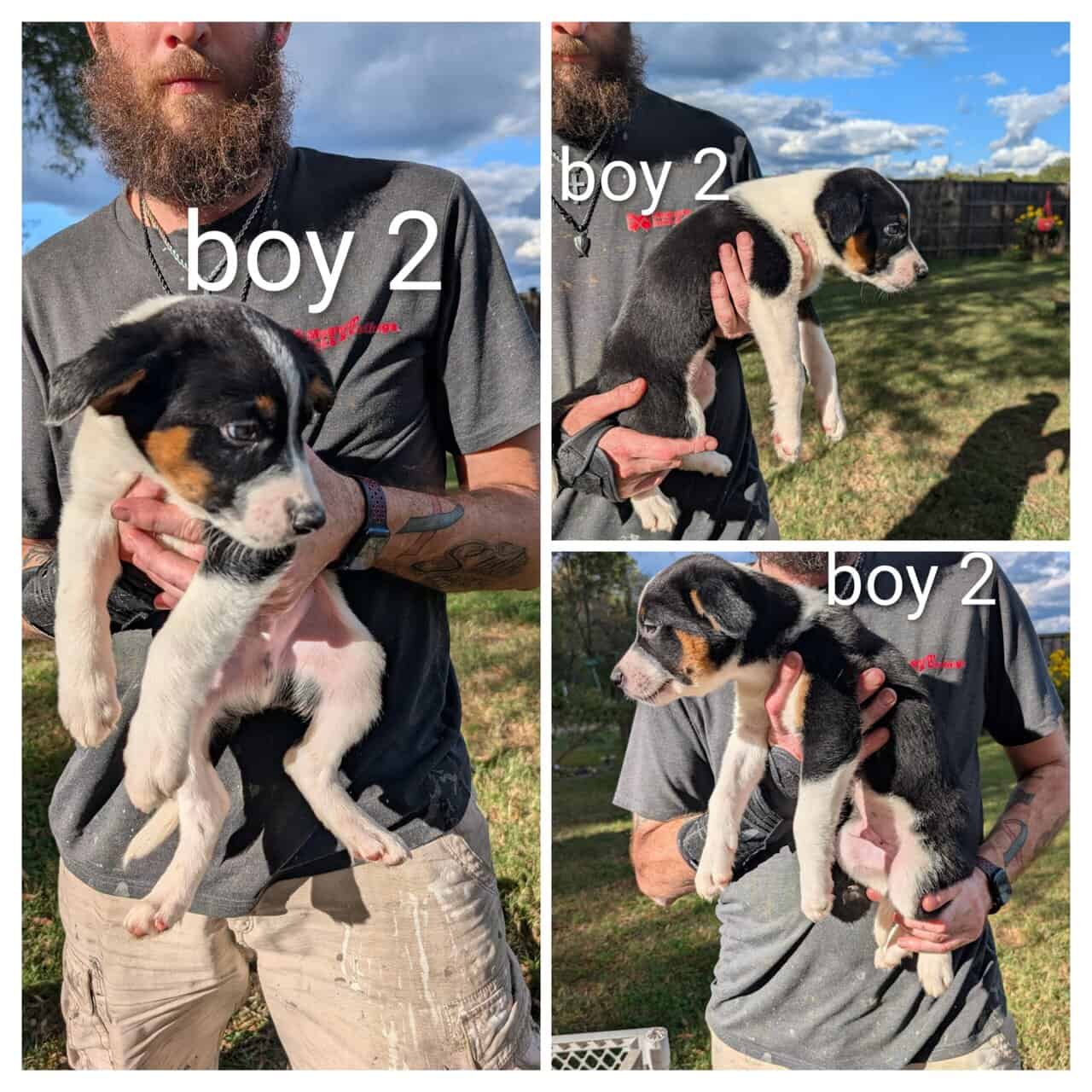 Texas heeler puppies image 3