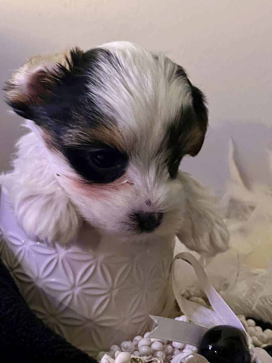 Parti Yorkie pups AKC and APR registered image 2