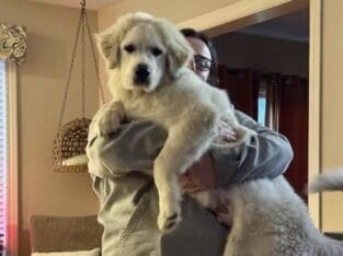 6 m/o AKC Purebred Great Pyrenees Male Puppy