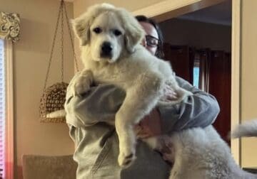 6 m/o AKC Purebred Great Pyrenees Male Puppy