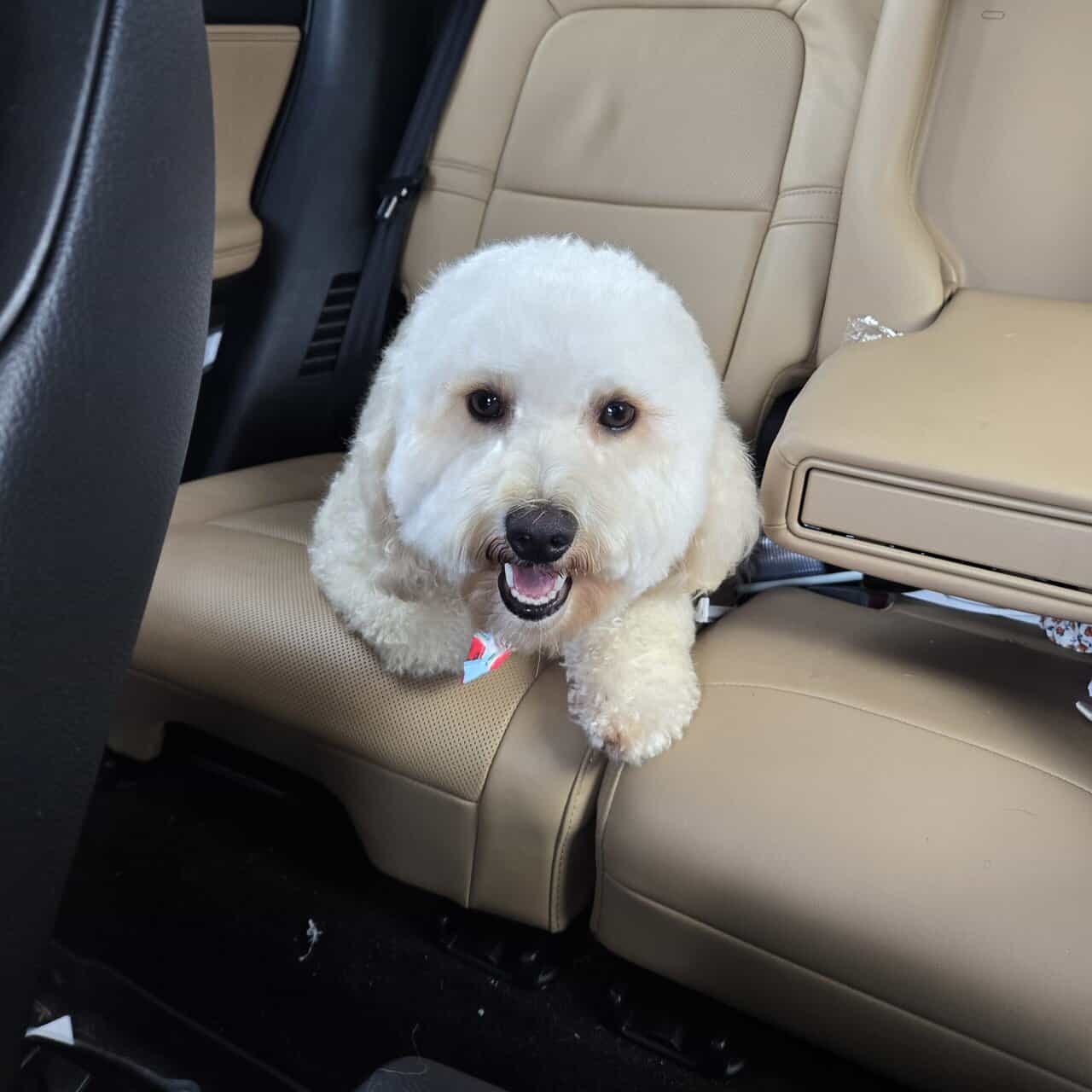 Bichon Frisé for adoption image 5