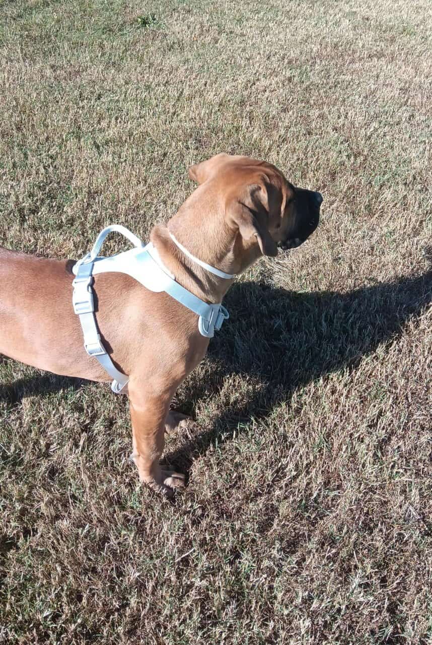 Cane Corso puppy image 2