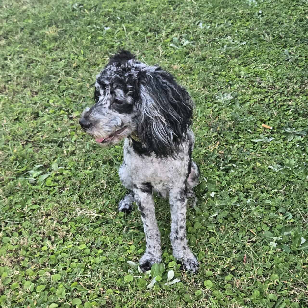 Miniature Poodle image 1