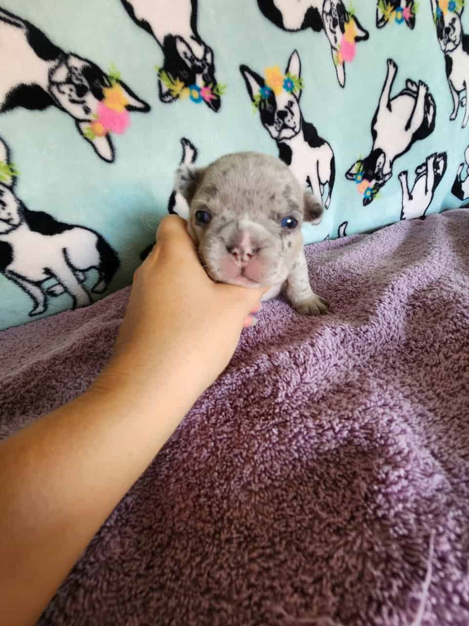 French Bulldog Puppies image 3