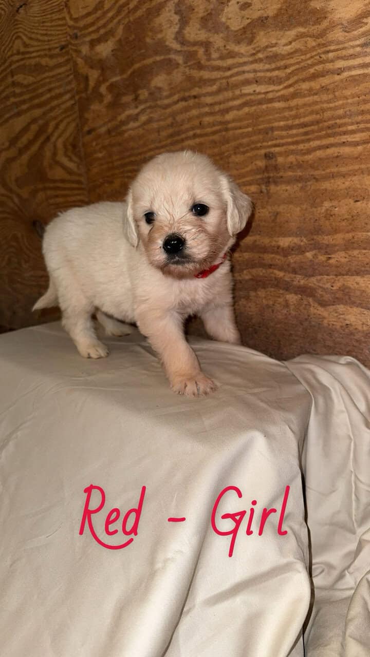 F1 Goldendoodle Puppies image 12