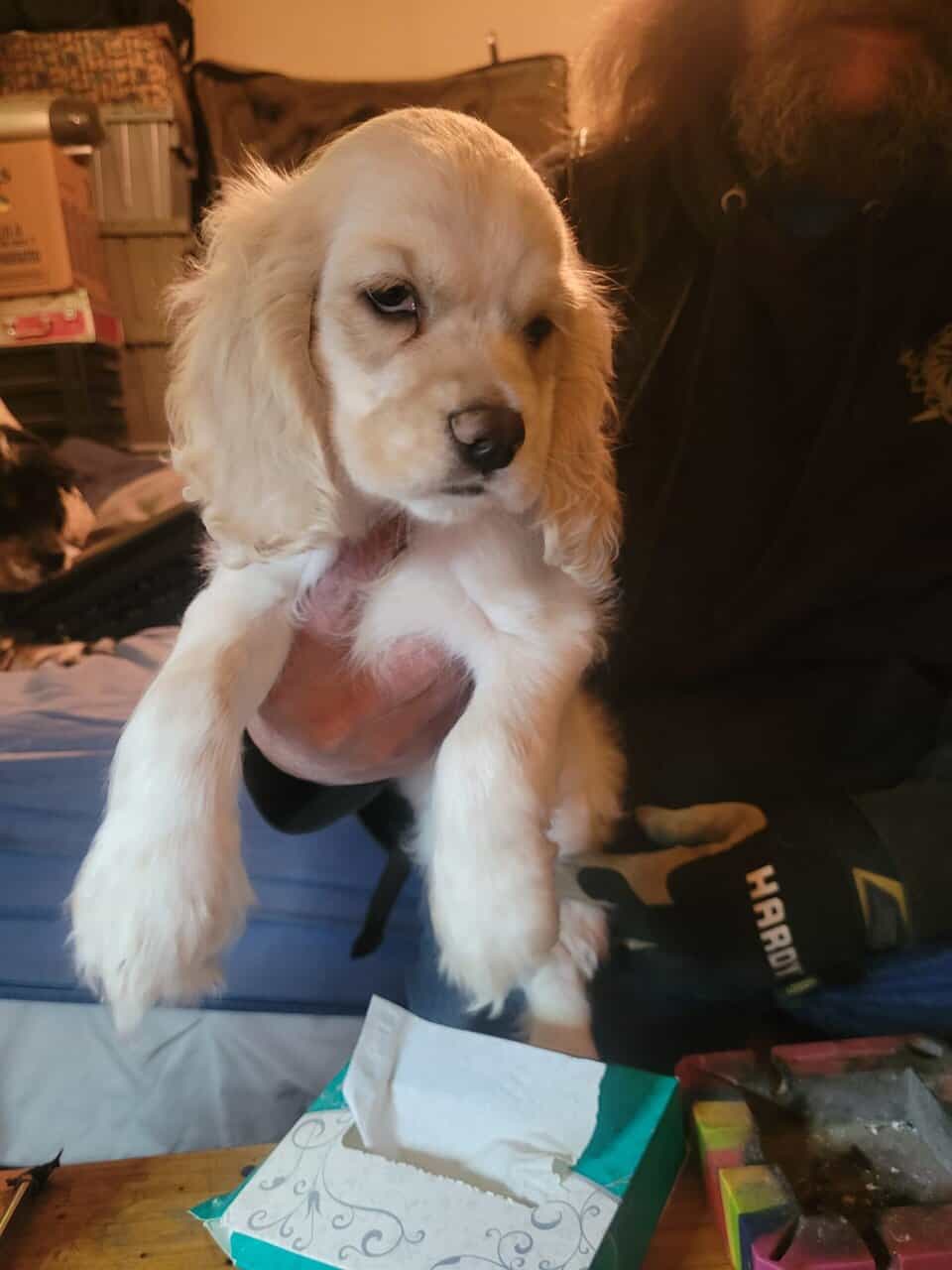 Cocker spaniel puppies image 3