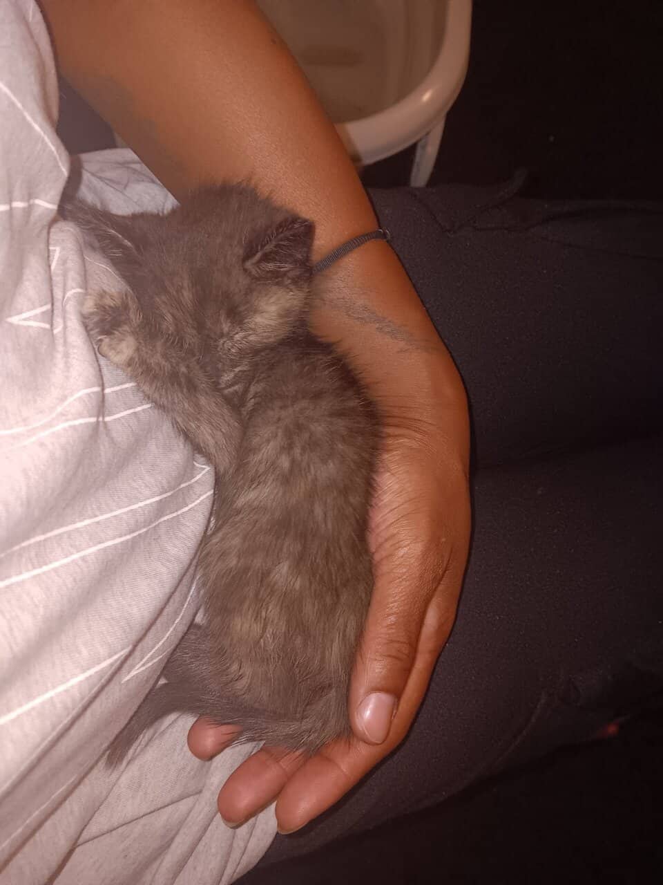 Kitten for sale image 6