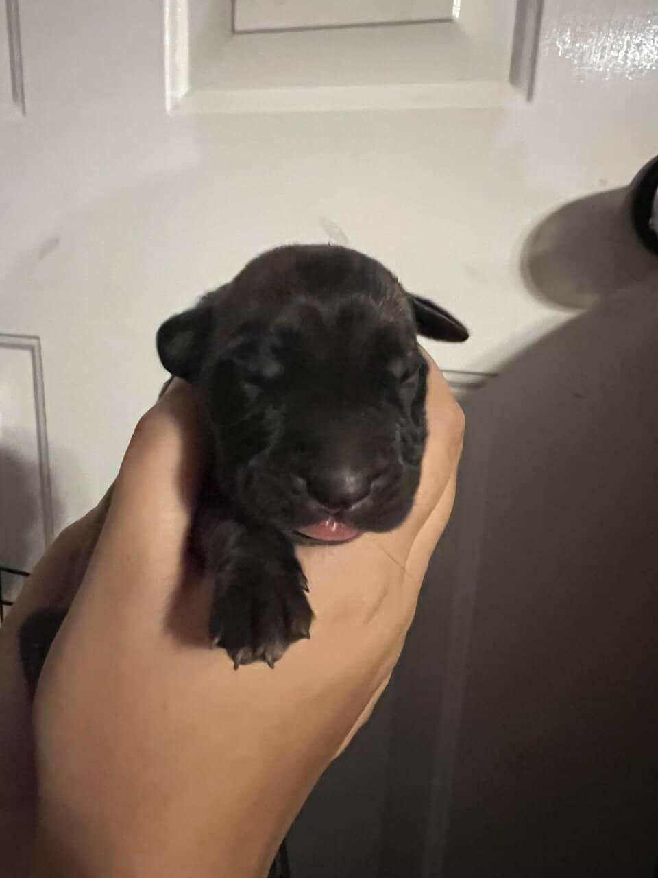 Legacy AKC English Mastiff Puppies—Brindle & Tan image 1