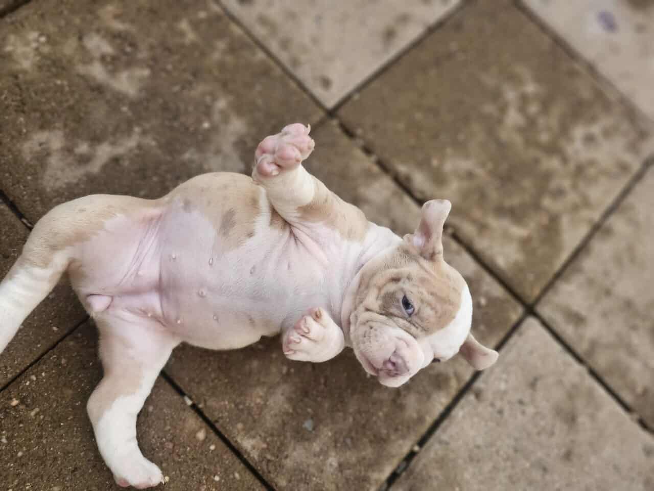 Tri merle French Bulldog/American bulldog image 6