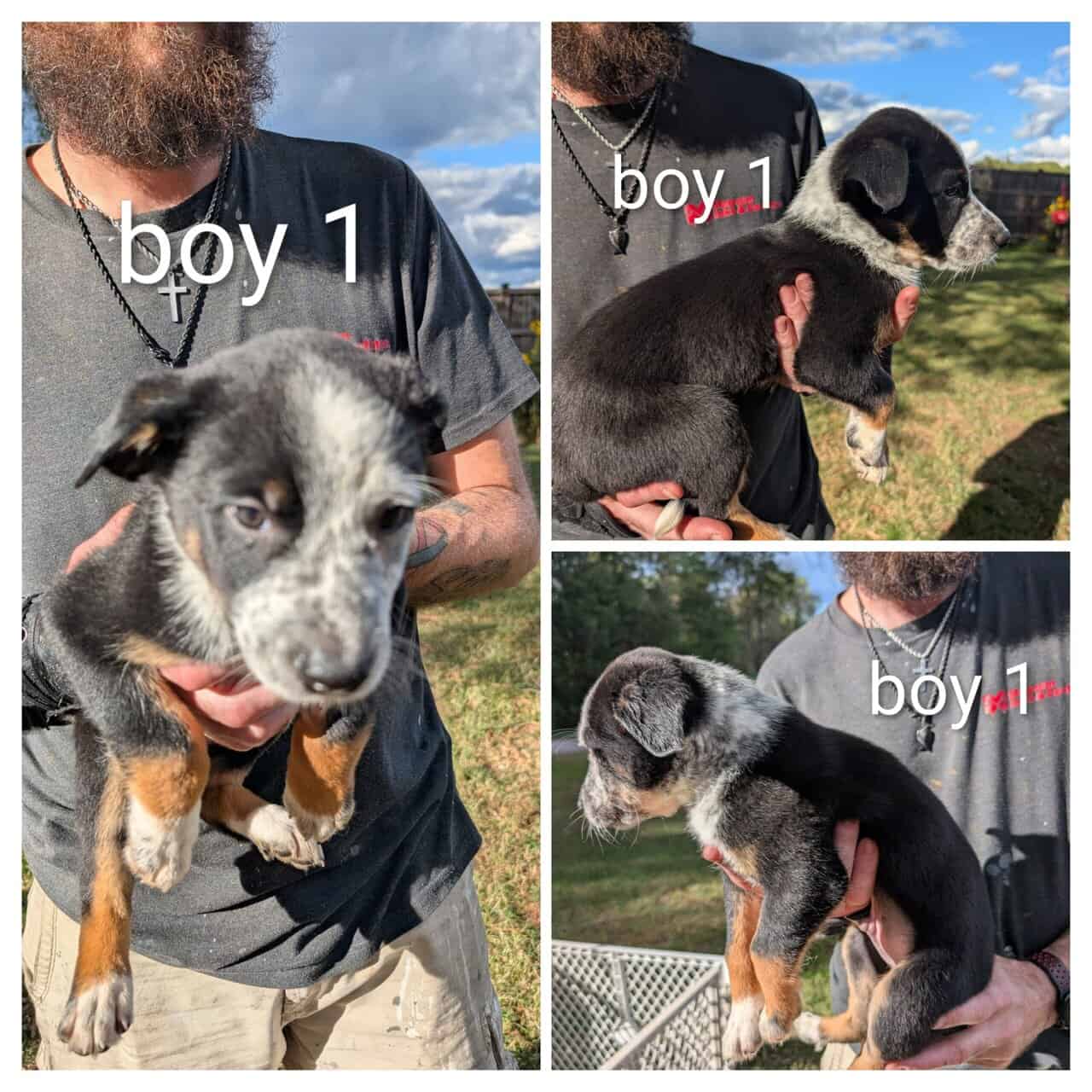 Texas heeler puppies image 2