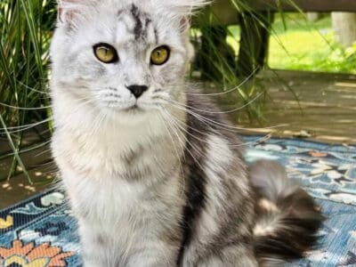 European Maine Coon kittens