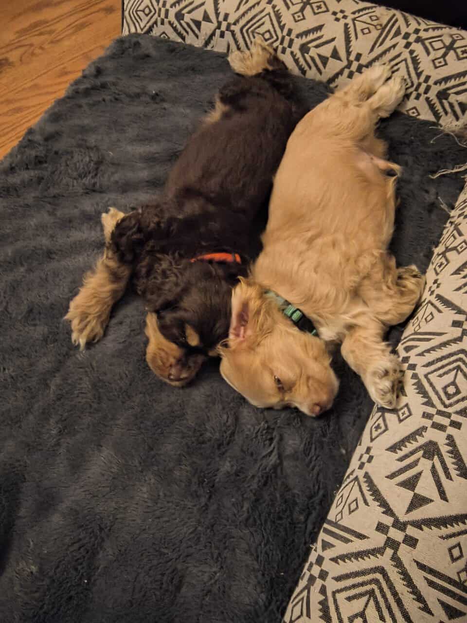 Cocker spaniel male puppies image 2