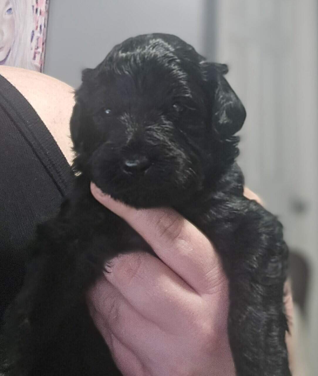 Goldendoodles image 1