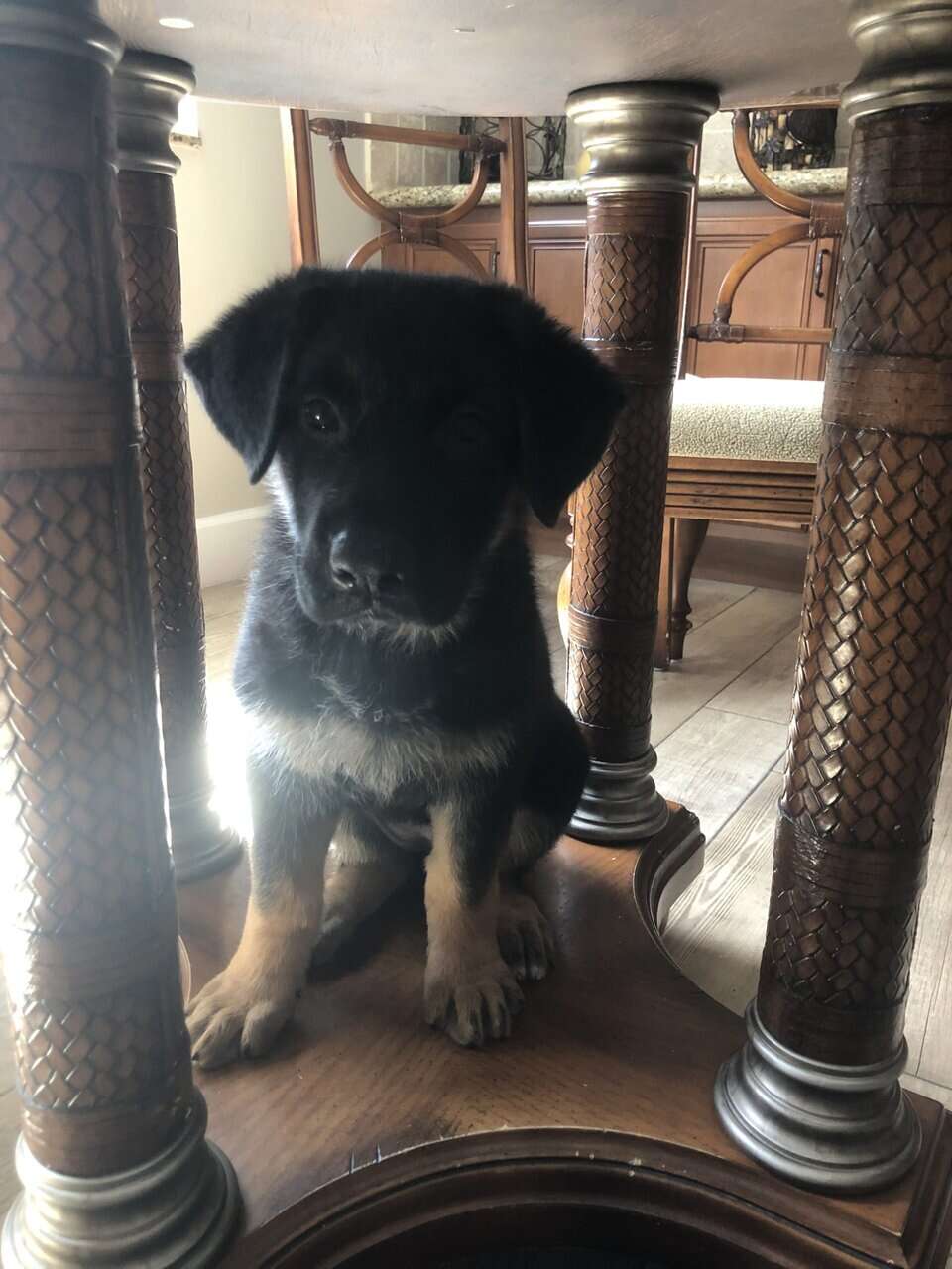 German Shepherd- Female image 5