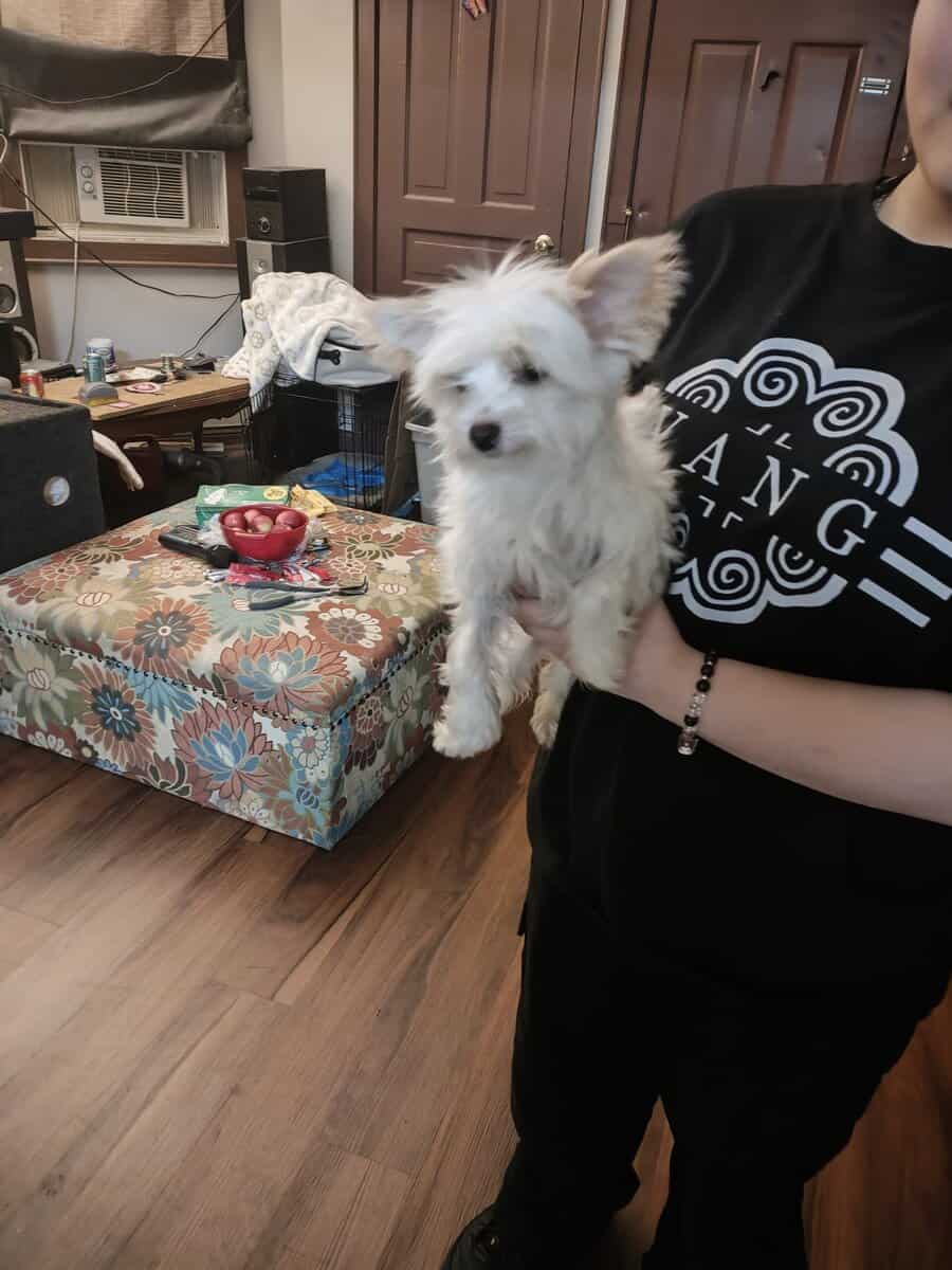 Puppy for sale image 5