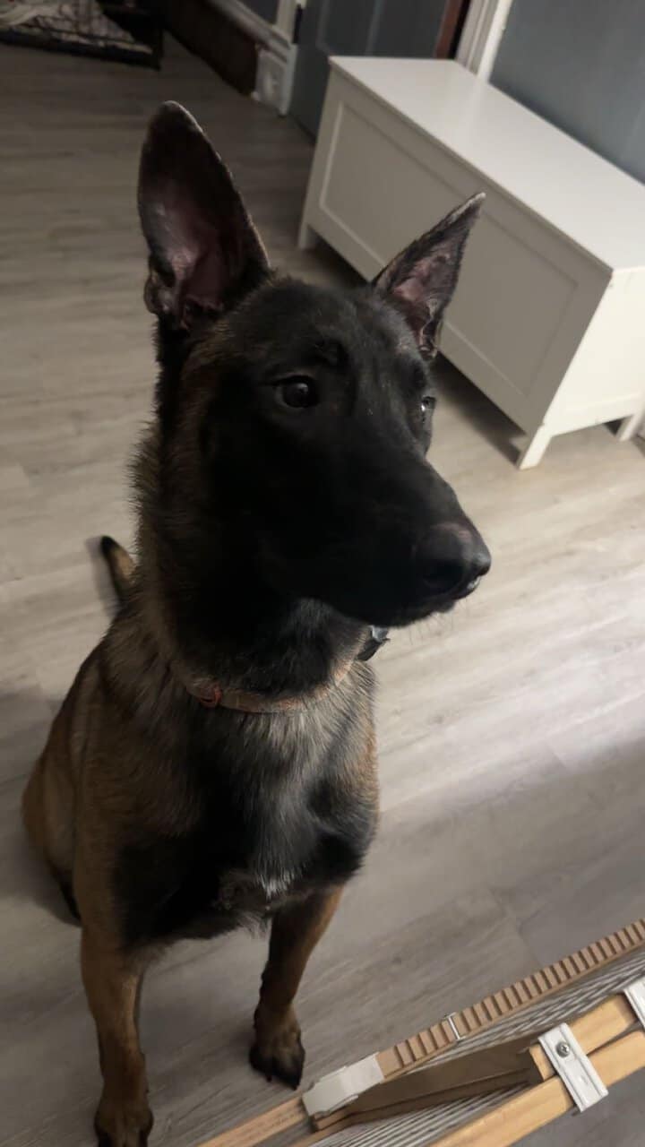 Belgian Malinois image 3