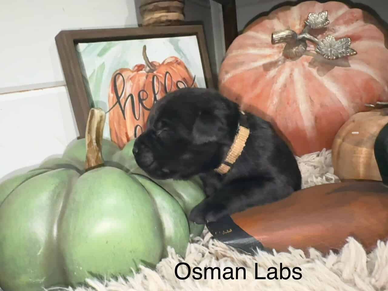 Black lab puppies available November 13th image 11