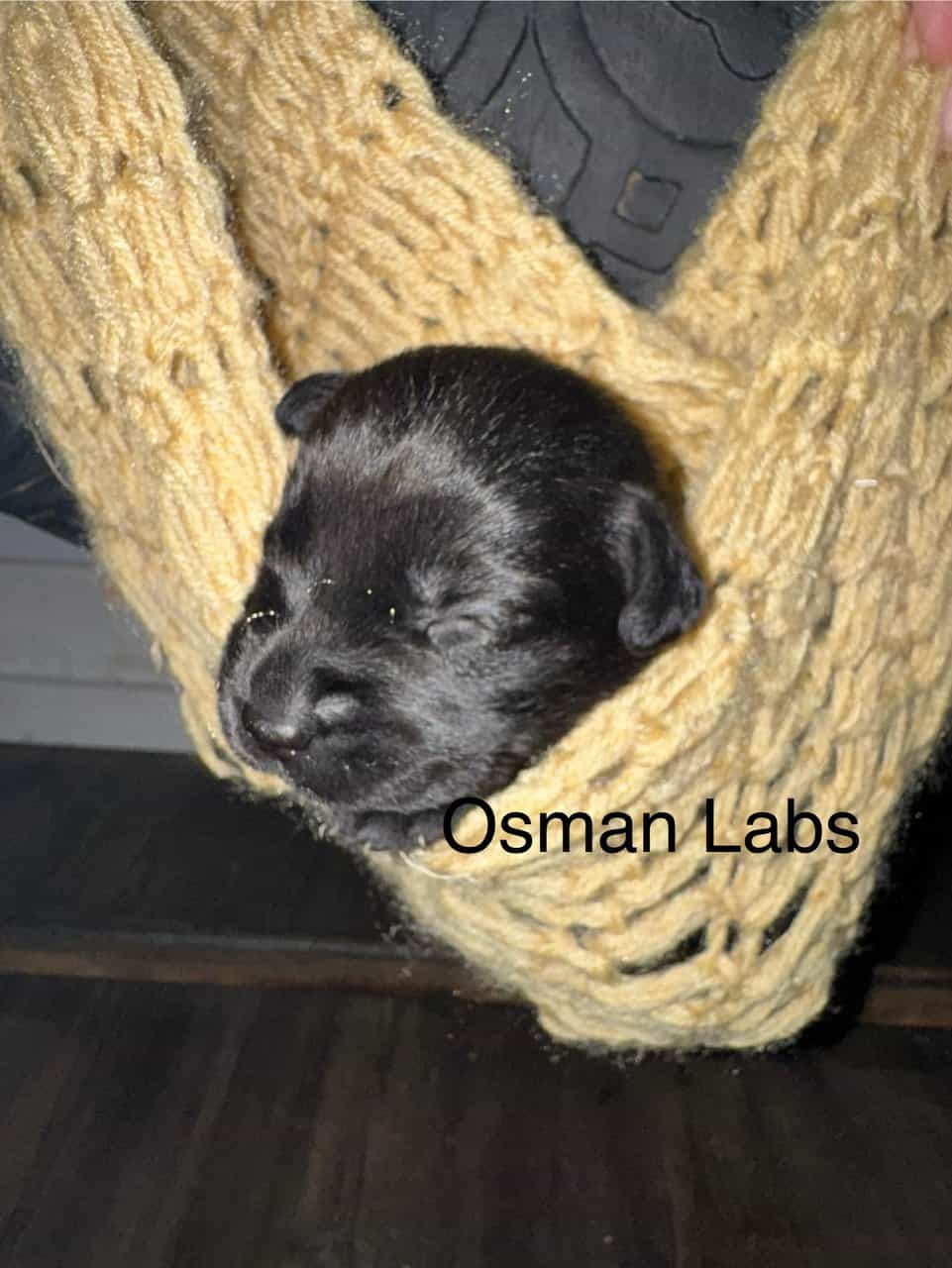 Black lab puppies available November 13th image 6