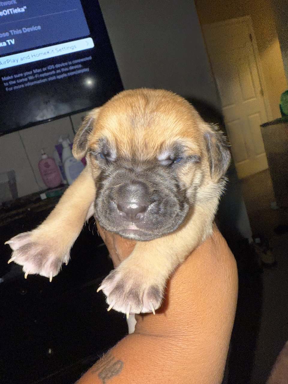 Puppies looking for new home (Males) image 13