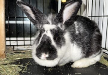 🐰 2-Year-Old California Cross Lionhead Rabbit