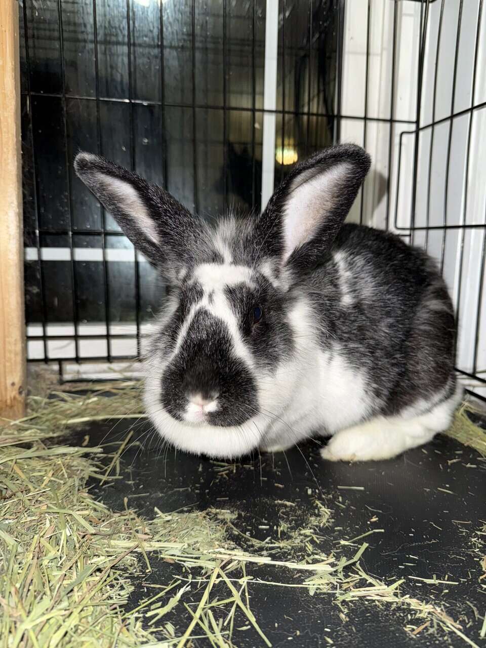 🐰 2-Year-Old California Cross Lionhead Rabbit image 1