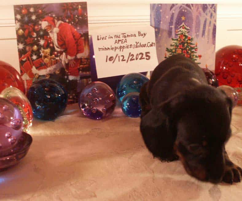 Dachshund puppies for sale image 1
