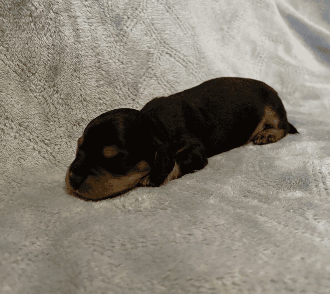 Dachshund Puppies image 6