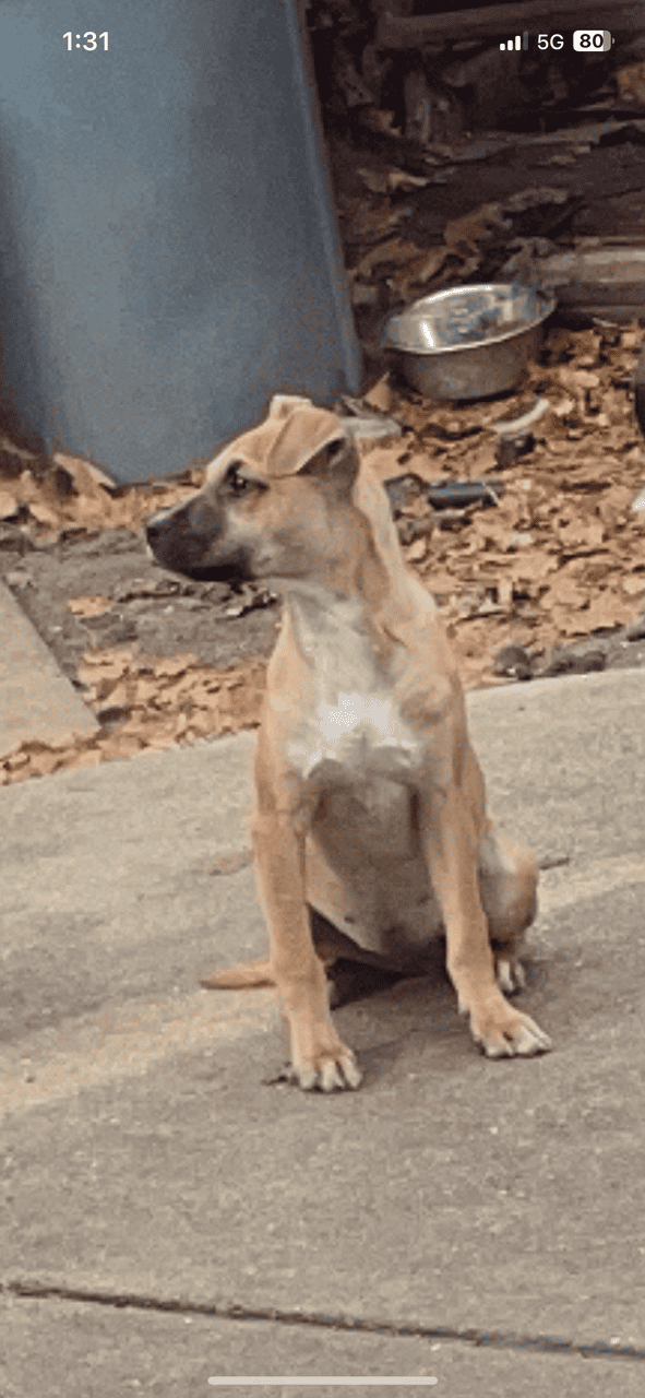 Puppies ready for new home ( black mouth cur/ pit image 10