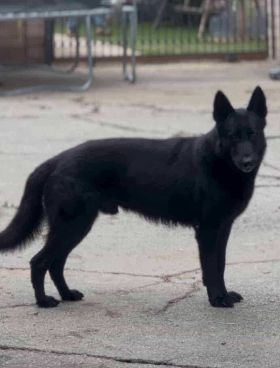 German shepherd Belgian malinois puppies for sale image 3