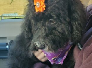 *Mini Goldendoodle Pup ** Pending pickup!**